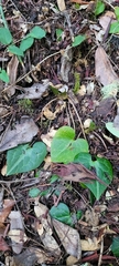 Asarum marmoratum