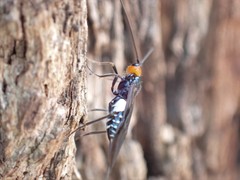Callibracon capitator