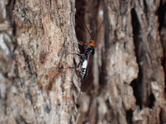 Callibracon capitator