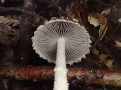 Stropharia formosa
