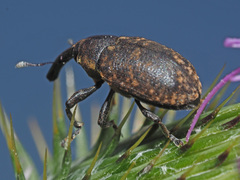 Larinus sturnus