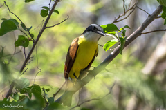 Pitangus sulphuratus