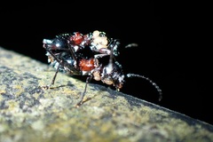 Clytellus methocoides