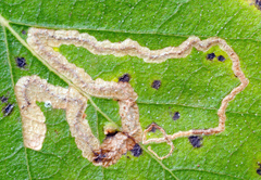 Stigmella lapponica