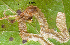 Stigmella lapponica