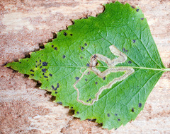 Stigmella lapponica