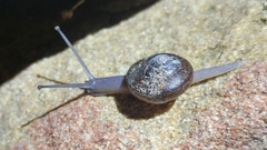 Helminthoglypta phlyctaena