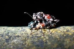 Clytellus methocoides