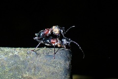 Clytellus methocoides