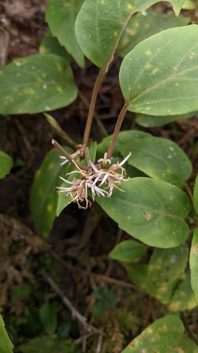 Pachysandra axillaris, photograph 5