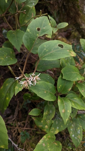Pachysandra axillaris, photograph 6
