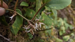 Pachysandra axillaris