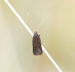 Lecithocera terrigena