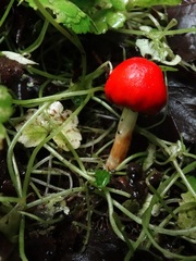 Leratiomyces erythrocephalus
