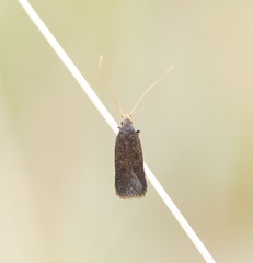 Lecithocera terrigena