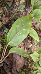 Pachysandra axillaris