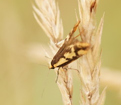 Palimmeces poecilella