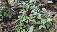 Pachysandra axillaris