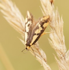 Palimmeces poecilella