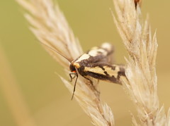 Palimmeces poecilella