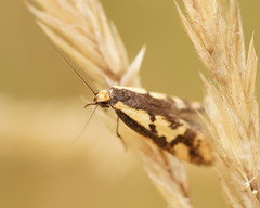 Palimmeces poecilella