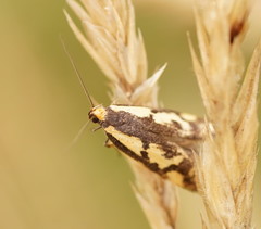 Palimmeces poecilella