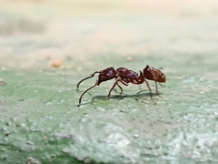 Odontoponera transversa