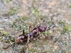 Odontoponera transversa