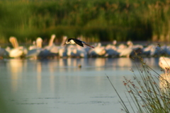 Himantopus himantopus