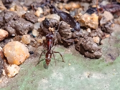 Odontoponera transversa