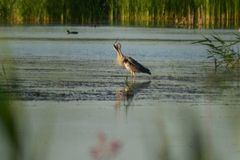 Ardea cinerea