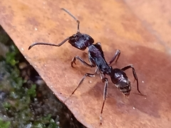 Odontoponera transversa