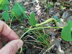 Aristolochia paucinervis