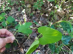 Aristolochia paucinervis