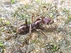 Odontoponera transversa