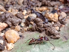 Odontoponera transversa