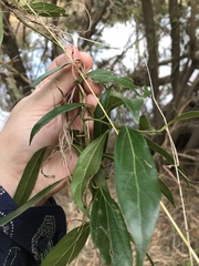 Cryptocarya triplinervis triplinervis