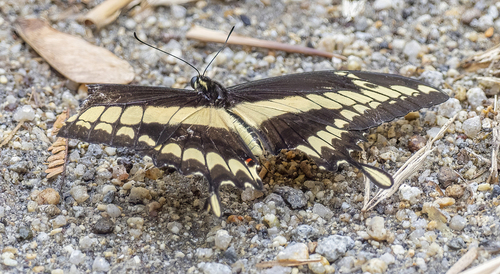 Papilio thoas image
