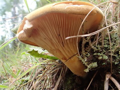Austropaxillus muelleri