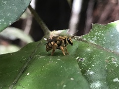 Mellitidia tomentifera