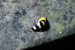 Monolepta cavipennis