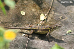 Sceloporus utiformis