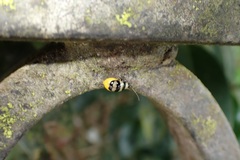 Monolepta cavipennis