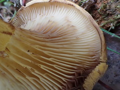 Austropaxillus muelleri