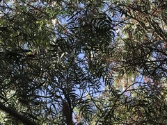 Acanthiza chrysorrhoa