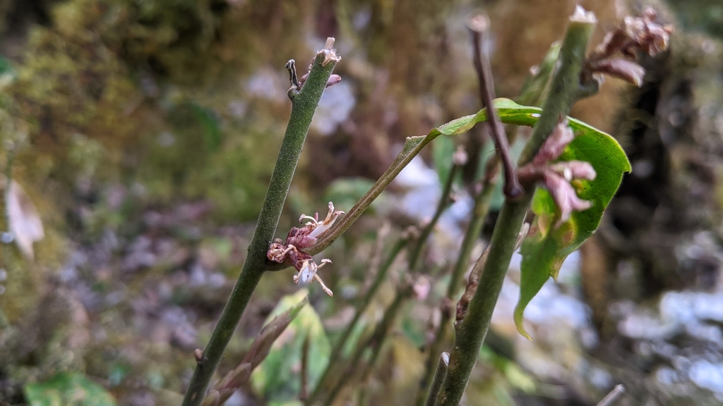 Pachysandra axillaris; photograph (c) Cheng-Te Hsu, some rights reserved (CC BY)