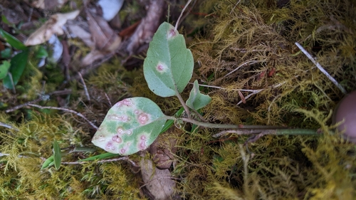 Pachysandra axillaris, photograph 1