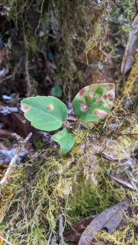 Pachysandra axillaris, photograph 2