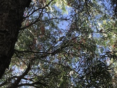 Acanthiza chrysorrhoa