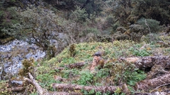 Pachysandra axillaris